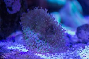 Hairy Mushroom Thumbnail