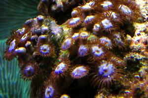 Fire and Ice Zoanthid Thumbnail