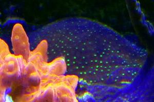 Acropora Coral Thumbnail