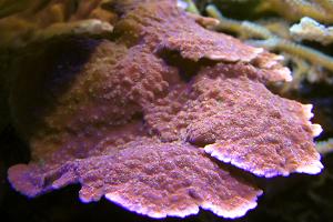 reeftec starburst Montipora Thumbnail