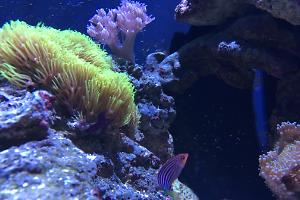 Six Line Wrasse Thumbnail