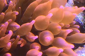 reef Thumbnail