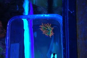 Rose Bulb Anemone