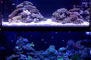 Before & After New Rockscape *old bulbs*