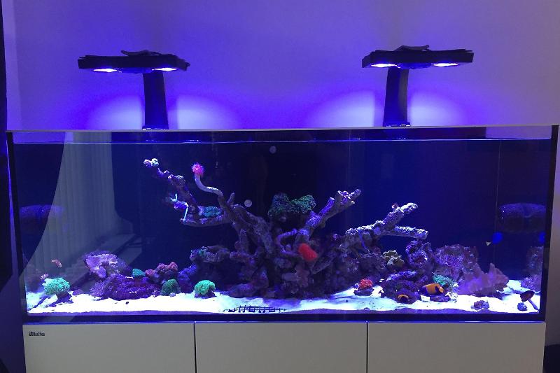 Daz's Red Sea reefer 450  Thumbnail