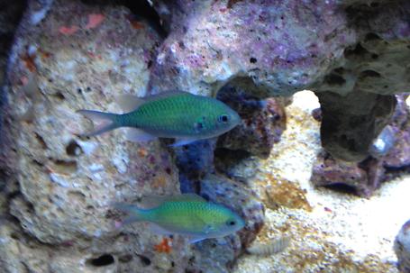 Blue/Green Reef Chromis