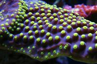 Turbinaria Thumbnail