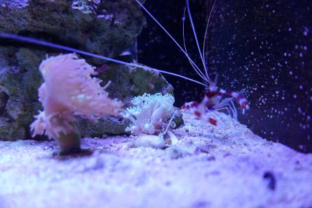 Alveopora Coral