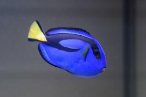 Yellow Belly Regal Blue Tang Thumbnail