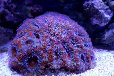 Acan Lord