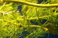 Hornwort Thumbnail