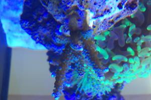 Acropora Coral Thumbnail