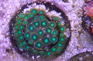Dragoneye Zoa Thumbnail