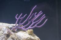 purple candelabra Gorgonian Thumbnail