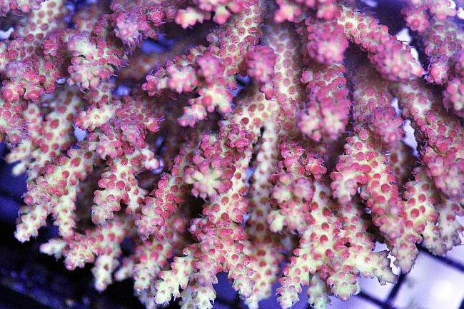 Strawberry Shortcake / Acropora microclados 141