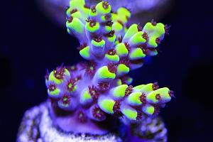 WWC Dayglo Acropora Thumbnail