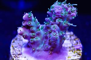 WWC Grizzly Adams Acropora Thumbnail