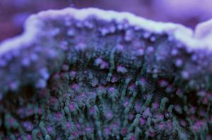 Strawberry Fields Montipora Thumbnail