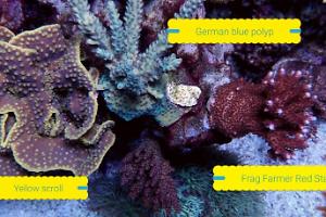 ORA German Blue Polyp Thumbnail