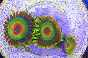 Rastas Zoas Thumbnail