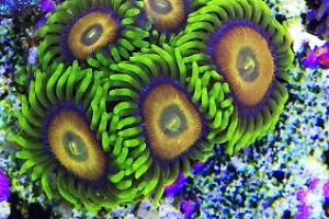 Scrambled Eggs Zoas Thumbnail