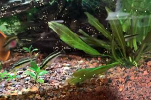 Office tank Thumbnail