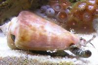Tiger Sand Conch Thumbnail