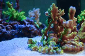 Coral