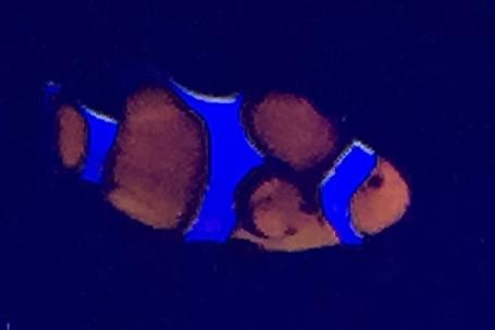 Ocellaris Clownfish