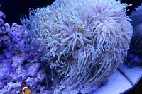 Torch Coral Thumbnail