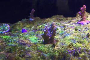 Acropora Lime Gecko Thumbnail