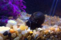 Snails Thumbnail