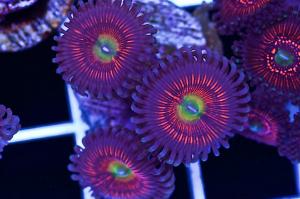 Cherry Novas Zoas Thumbnail