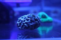 Brain Coral Pineapple Thumbnail