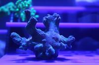Spiny Cup Pectinia Coral Thumbnail