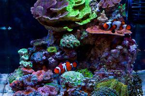 FTS August 18, 2016