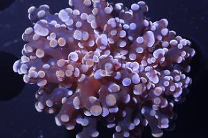 Frogspawn Coral - Branched