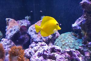 Yellow Tang Thumbnail