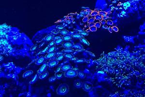 Zoanthid Thumbnail