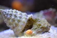 Turbo Snail Thumbnail