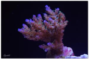 Acropora Coral Thumbnail