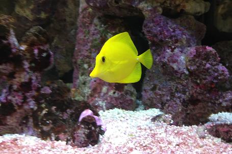 Yellow Tang