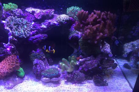 Clarkii Clownfish