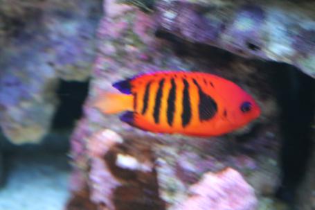 Flame Angelfish