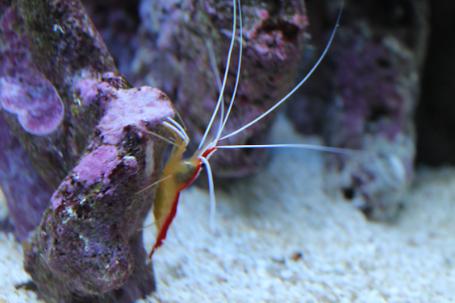 Red Line Cleaner Shrimp
