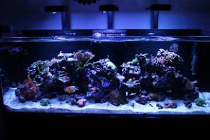 Reefer 450 on November 23, 2016