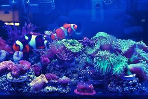 Frag Tank Thumbnail