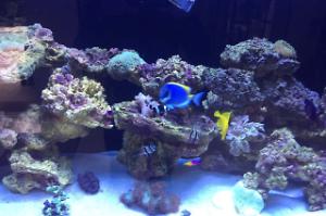 My Aquarium Thumbnail
