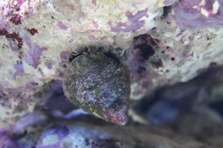Banded Trochus Snail