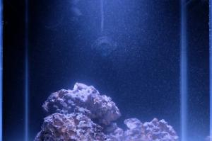 My Aquarium Thumbnail